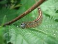 Partir en vadrouille de mouche.verte 