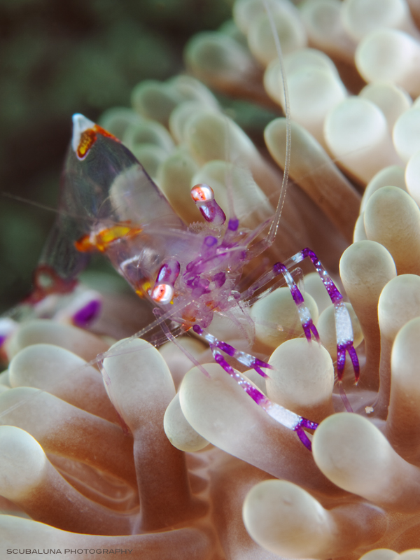 Partner Shrimp (Periclimenes cf aesopius)