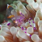 Partner Shrimp (Periclimenes cf aesopius)