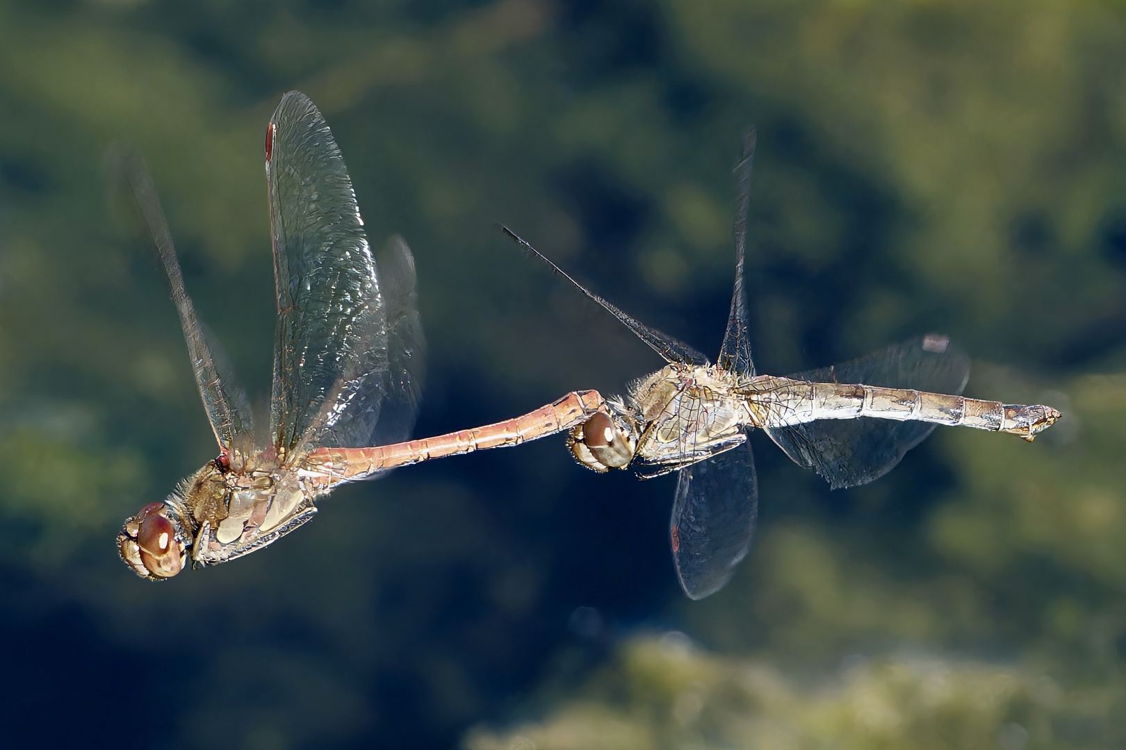 Partnerflug