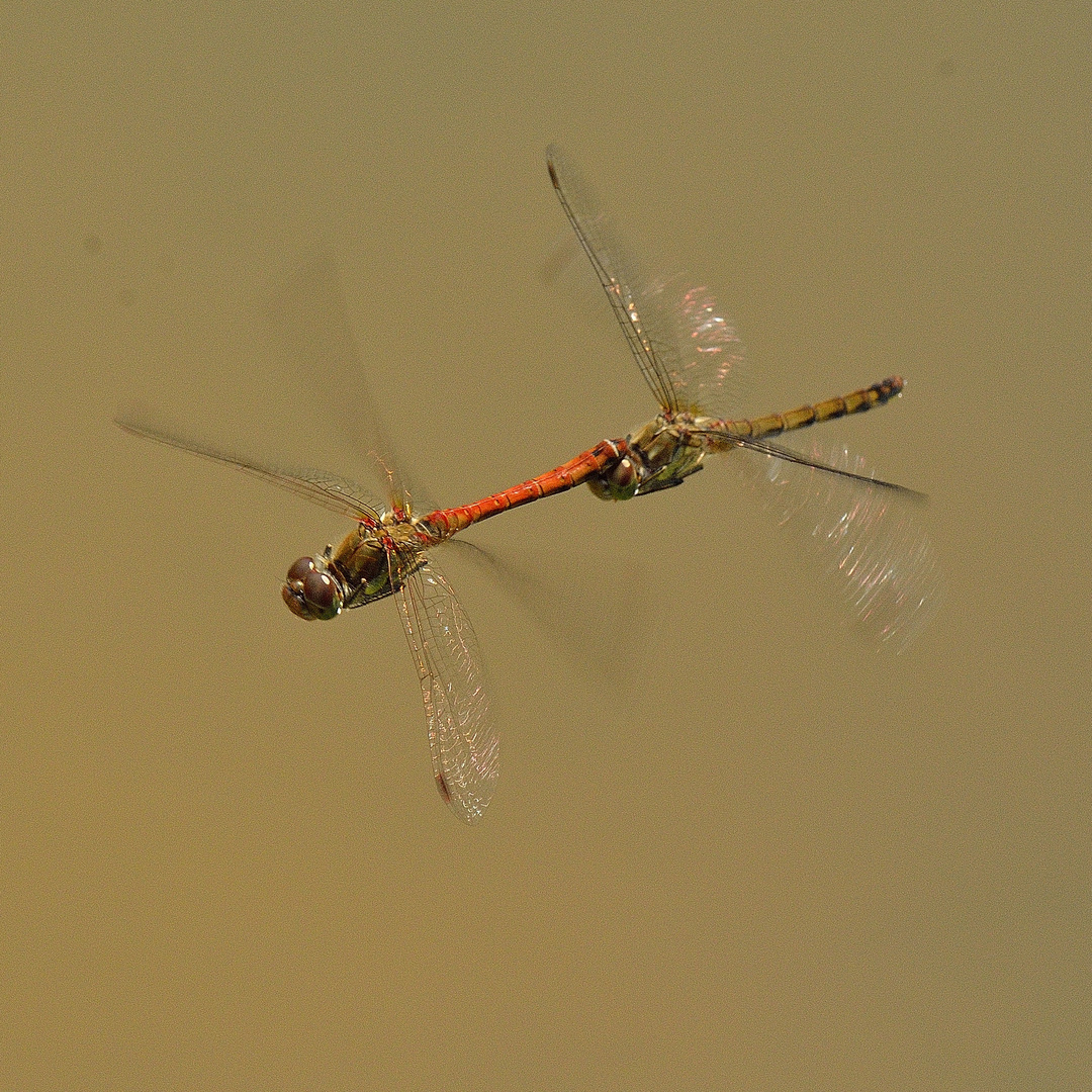 Partnerflug der Libellen