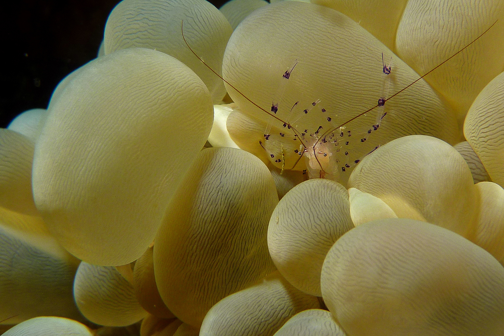 Partnergarnele versteckt in Anemone