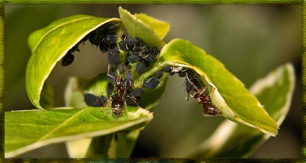 *PARTNERSCHAFT*