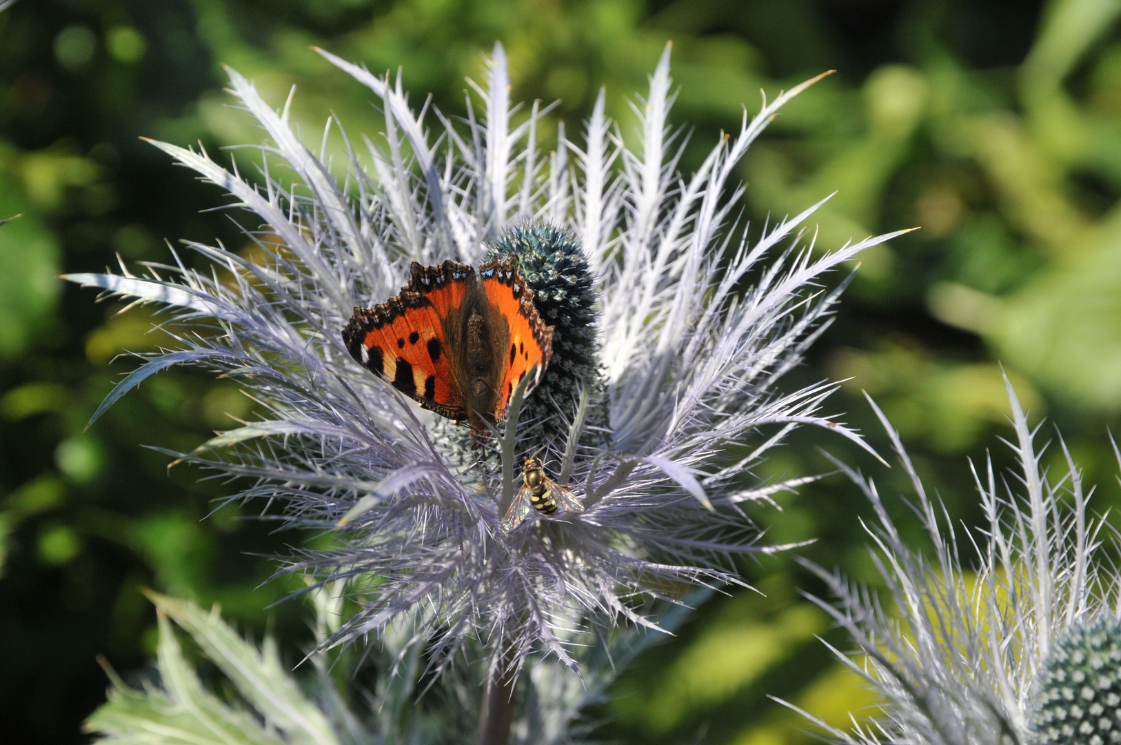 Partnerschaft zwischen Insekten und Blume