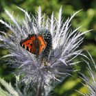 Partnerschaft zwischen Insekten und Blume