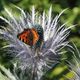 Partnerschaft zwischen Insekten und Blume