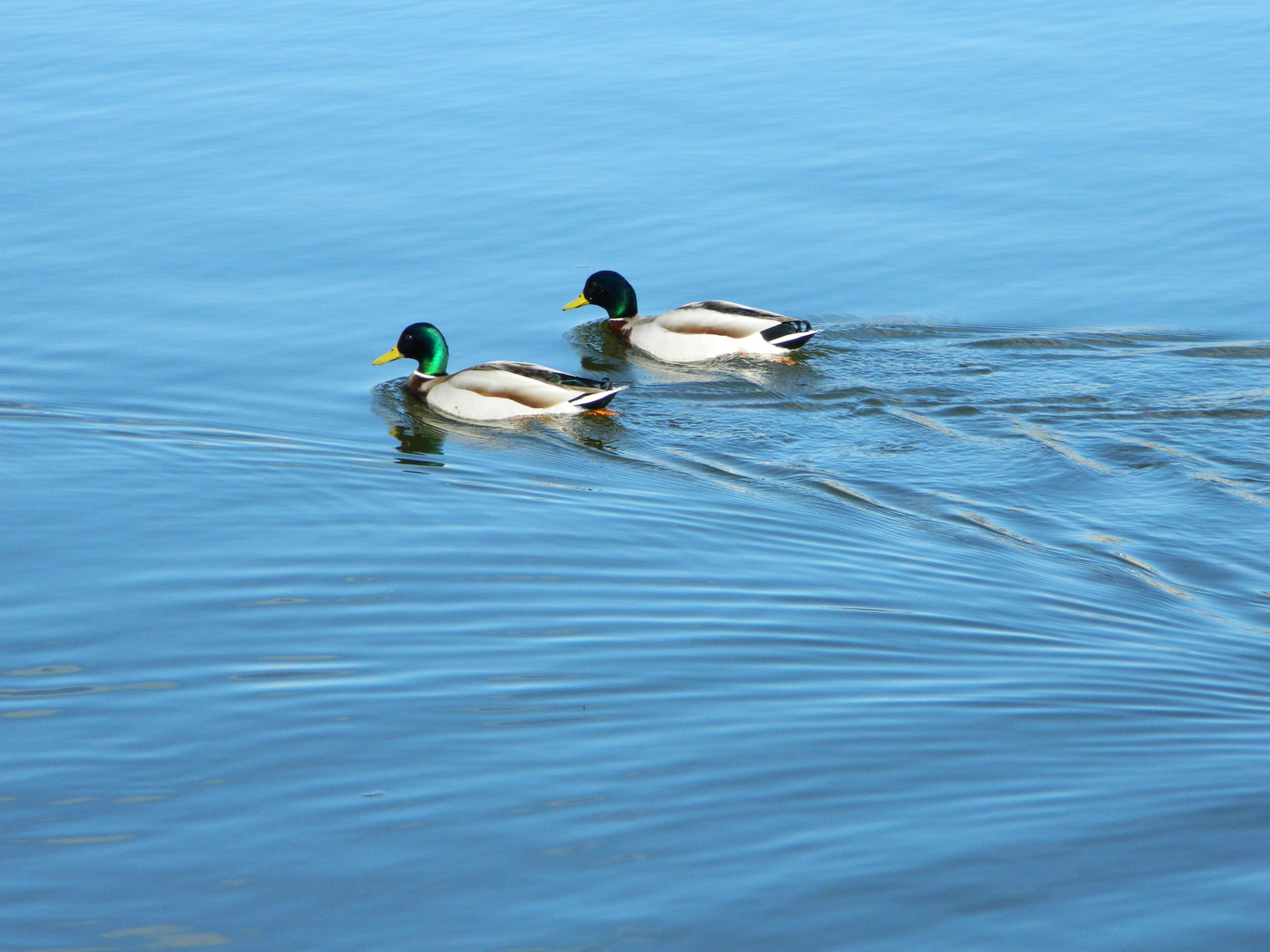 Partnerschwimmen .