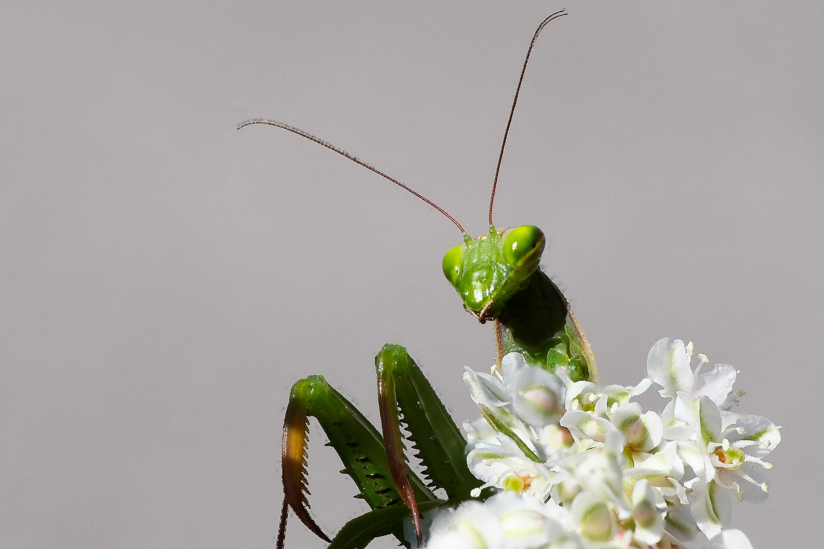Partnersuche bei insekten