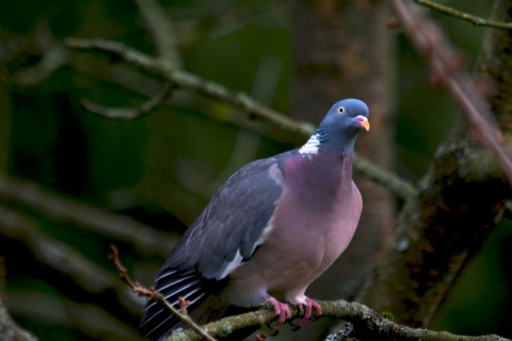 Partnersuche - Ringeltaube, Columba palumbus L.