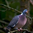 Partnersuche - Ringeltaube, Columba palumbus L.