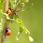 Partnertausch unter freiem Himmel