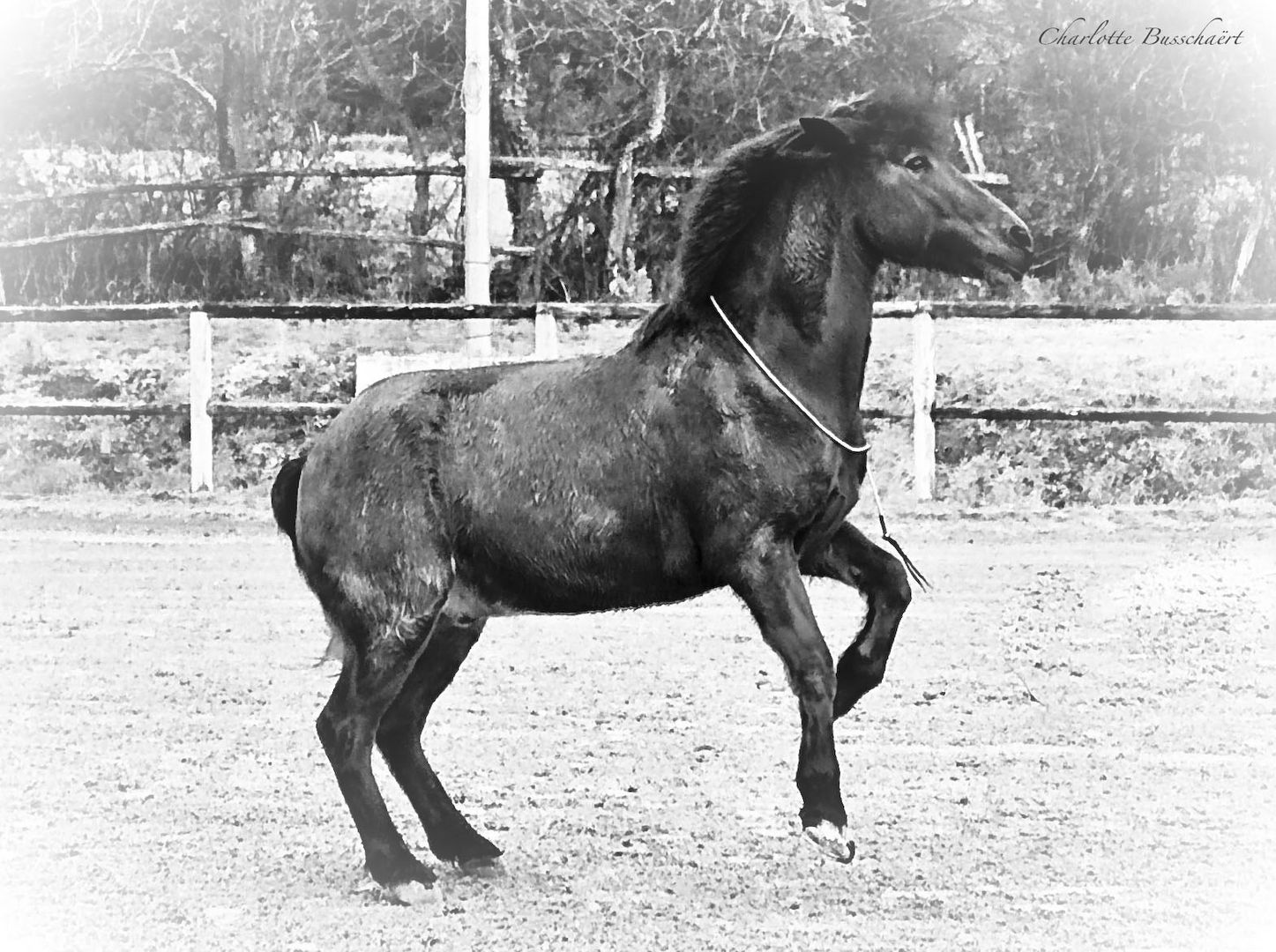 Partons à cheval sans repos ni trêve, vers les paradis de nos rêves!