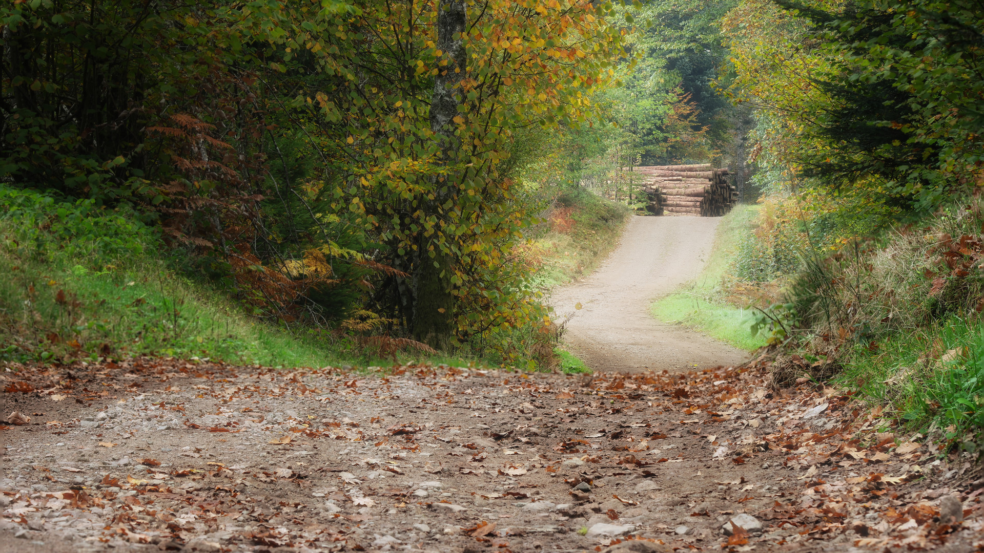 Partons en forêt 