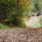 Partons en forêt 