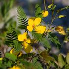 Partridge-Pea (Chamaechrista fasciculata)