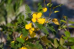 Partridge-Pea (Chamaechrista fasciculata)