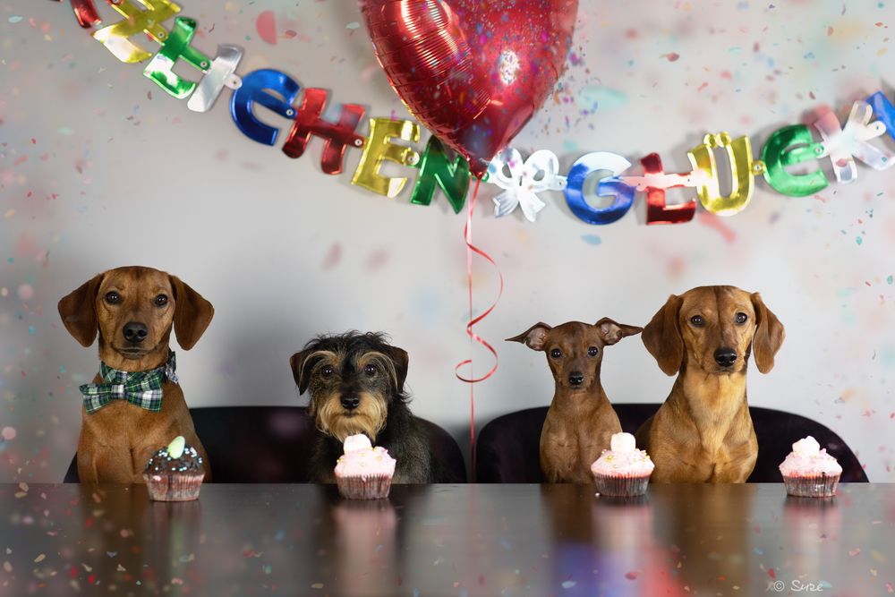 Party… Foto & Bild party, indoor, hunde Bilder auf
