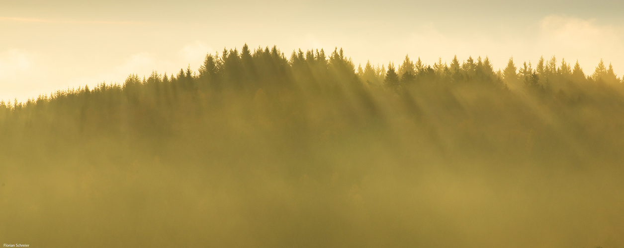 Party Licht der Wälder 