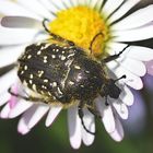 PARTYCRASHER IM BLÜTENMEER