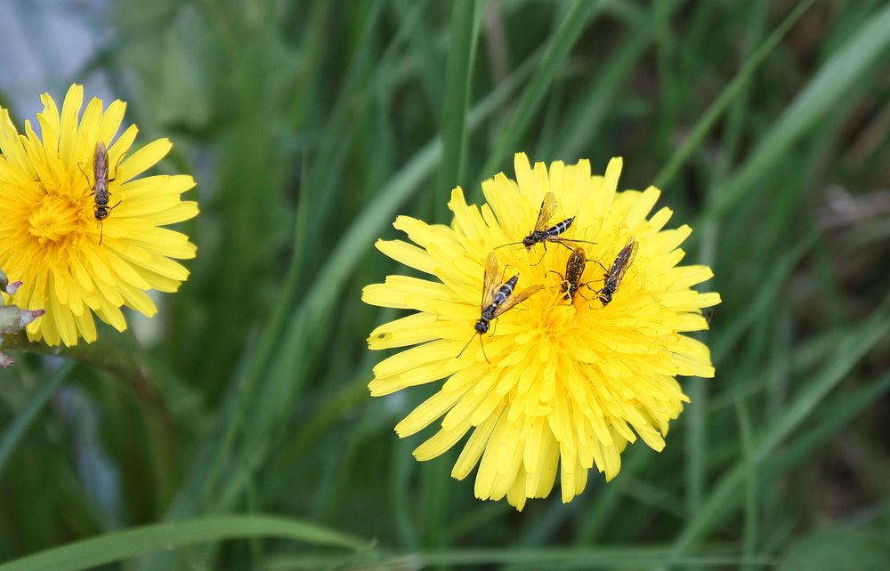 Partytime auf der Blüte 