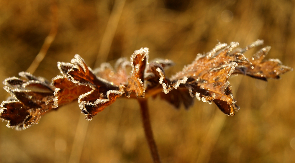 Parure d'automne