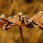 Parure d'automne