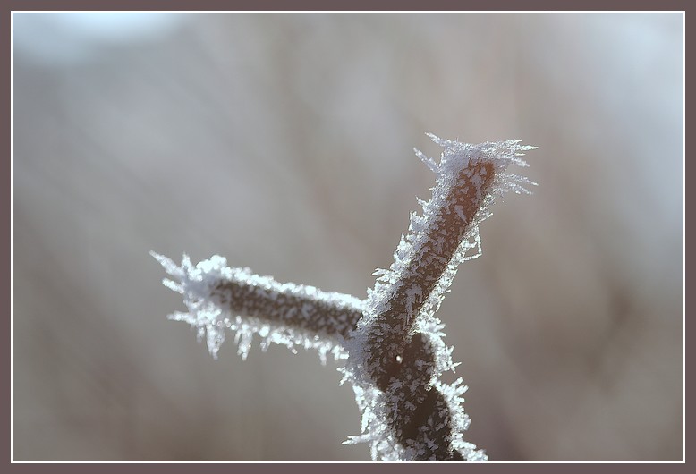 parure de givre