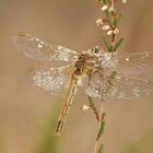 PARURE D’UNE AURORE DE DECEMBRE