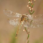 PARURE D’UNE AURORE DE DECEMBRE