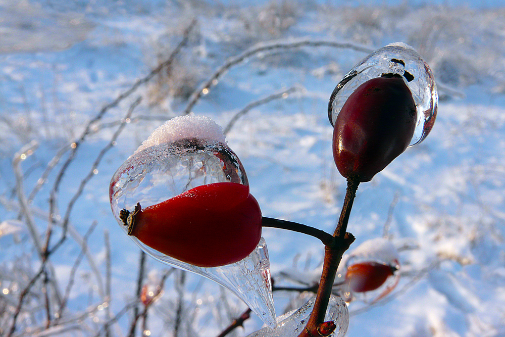 Parure hivernal