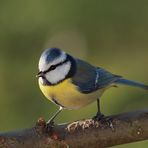 Parus caeruelus