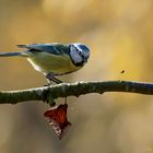 ,,, parus caerulea ...