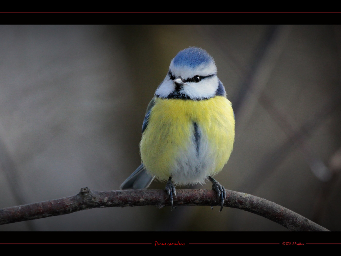 Parus caeruleus