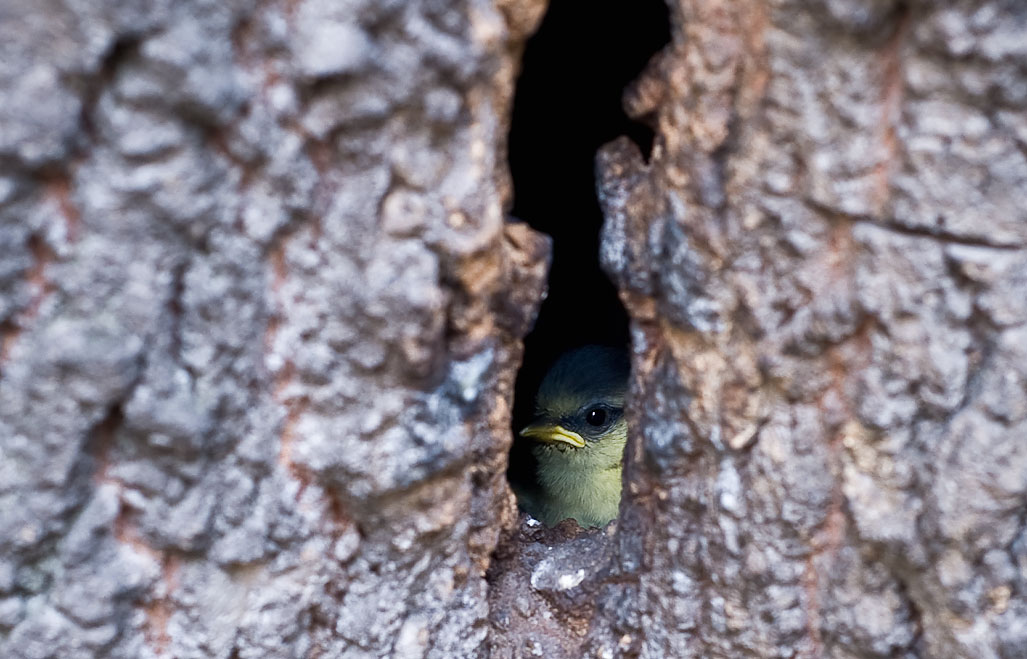 Parus caeruleus