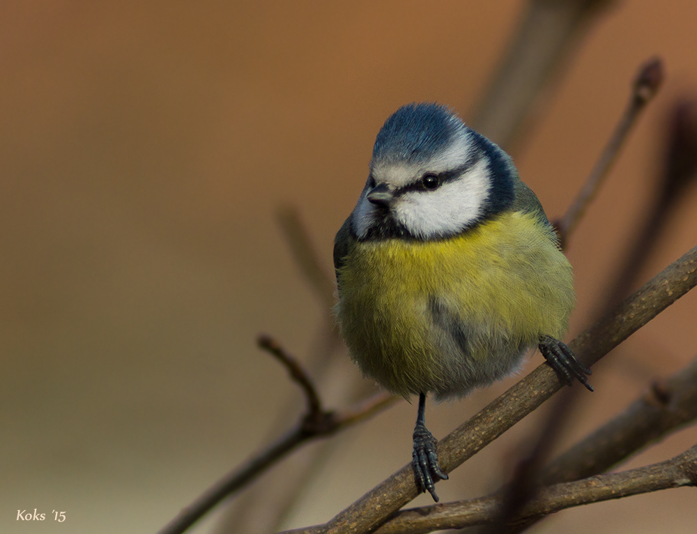 Parus caeruleus