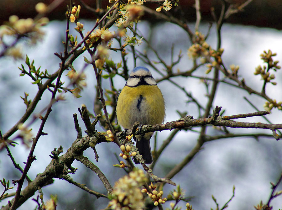 Parus Caeruleus