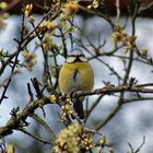 Parus Caeruleus