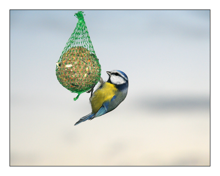 Parus caeruleus