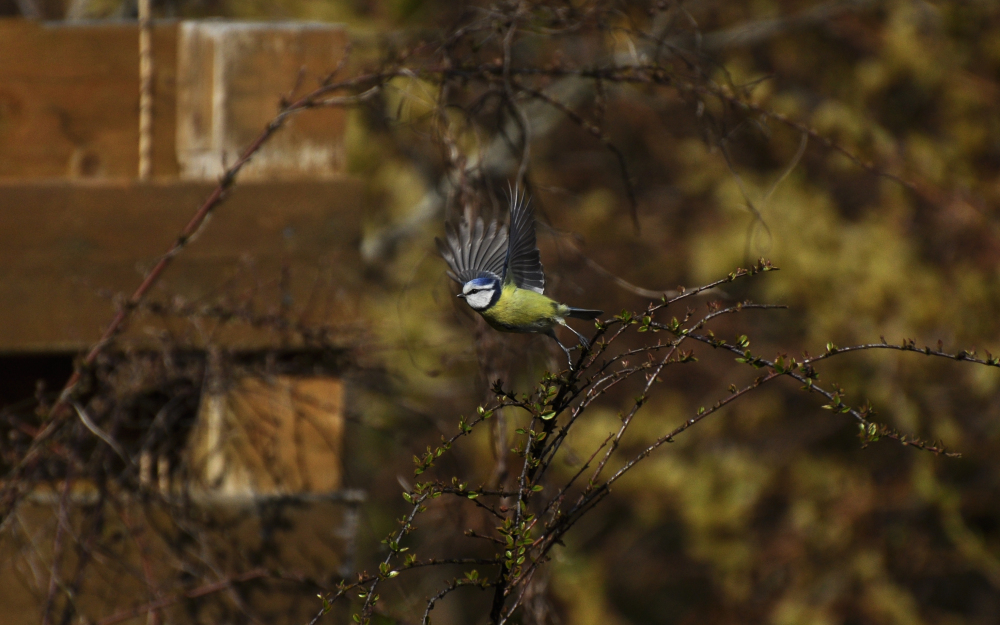 Parus caeruleus