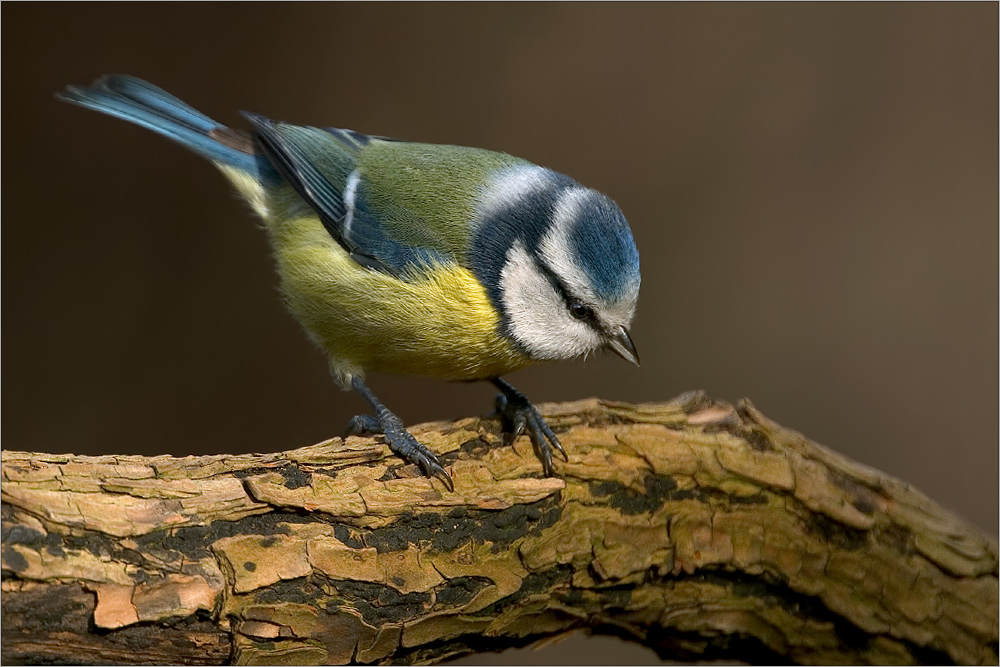 Parus caeruleus