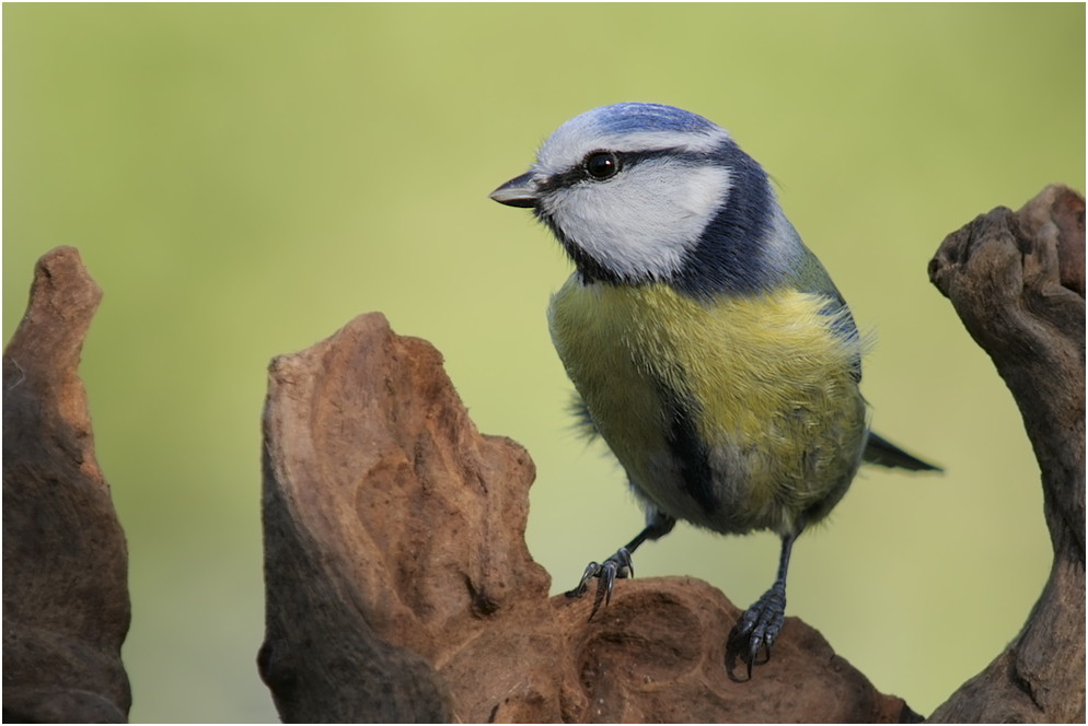 Parus caeruleus