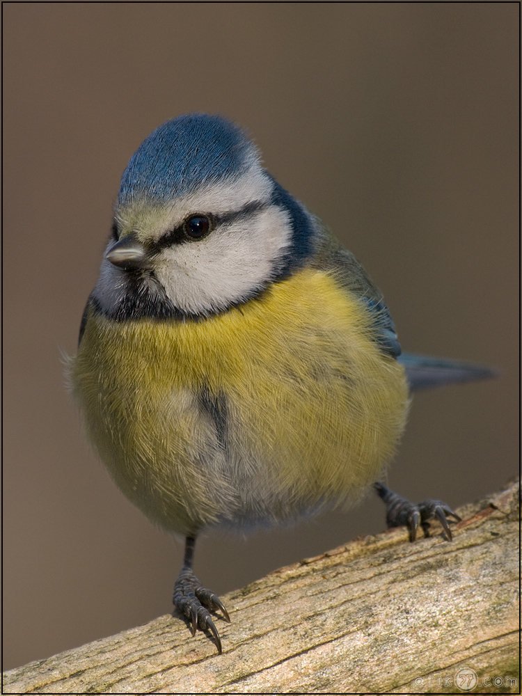 Parus caeruleus