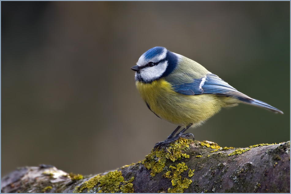 Parus caeruleus Foto & Bild tiere, wildlife, wild lebende vögel