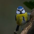 Parus caeruleus