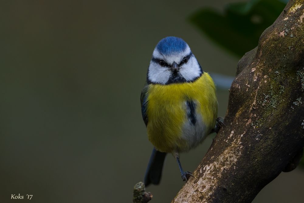 Parus caeruleus