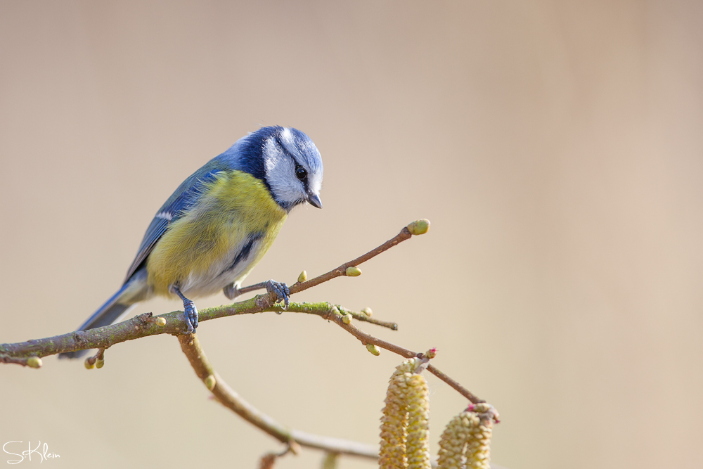 Parus caeruleus