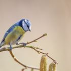 Parus caeruleus