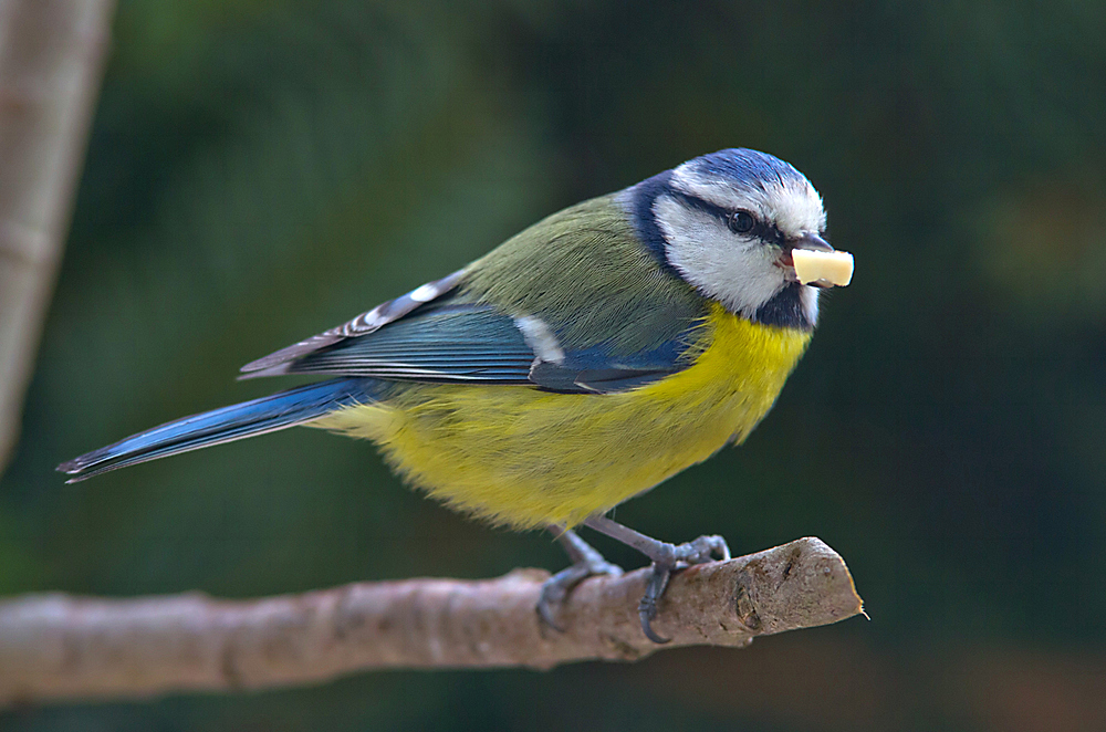 Parus caeruleus ..... die Blaumeise.