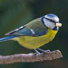 Parus caeruleus ..... die Blaumeise.