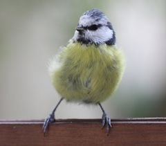 Parus caeruleus - Vor meinem Fenster...